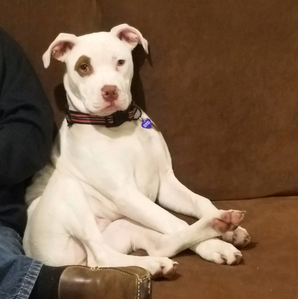 Meet your Posher, Steven